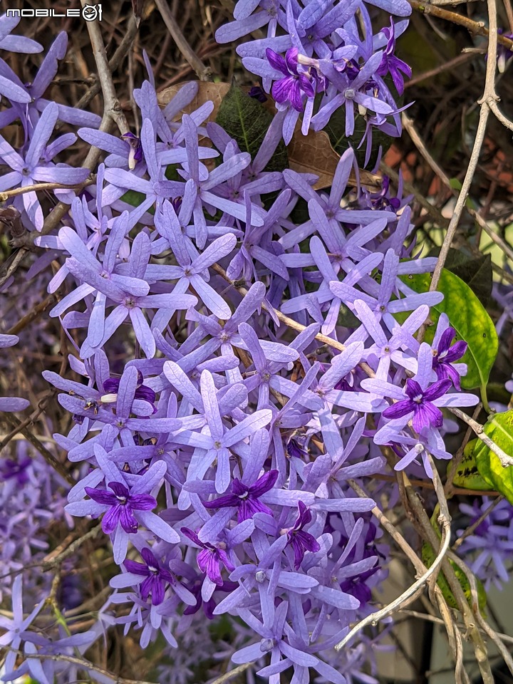 花旗木 台南市西港區金砂里新寮 03/18