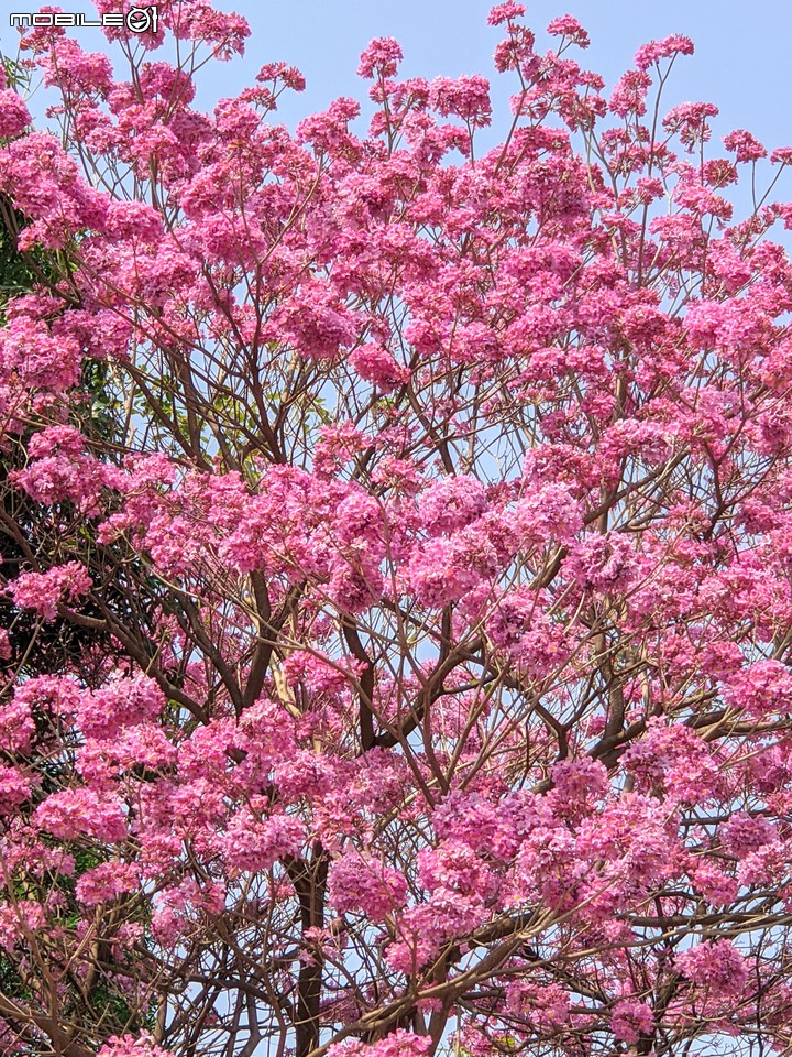 紅花風鈴木 台南市南區水交社文化園區 03/06
