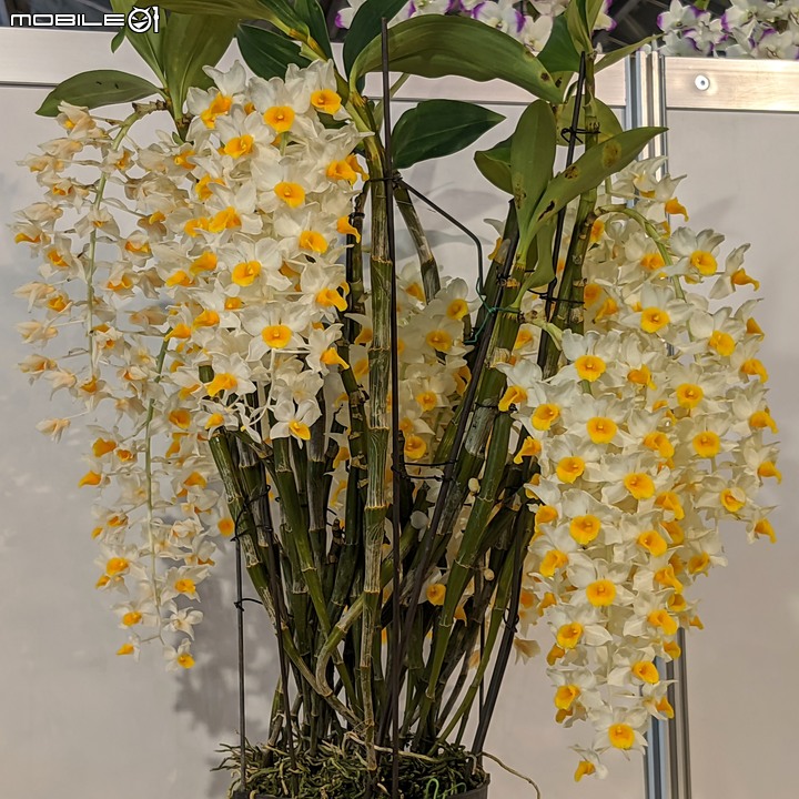 蘭花展 台南市後壁區蘭花生物科技園區 03/26