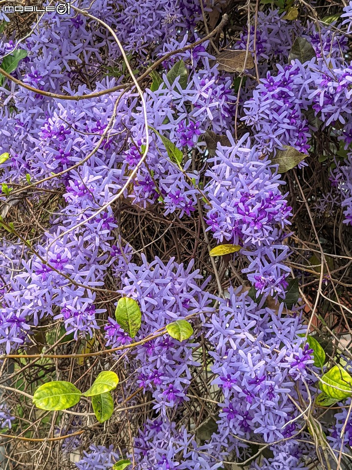 花旗木 台南市西港區金砂里新寮 03/18