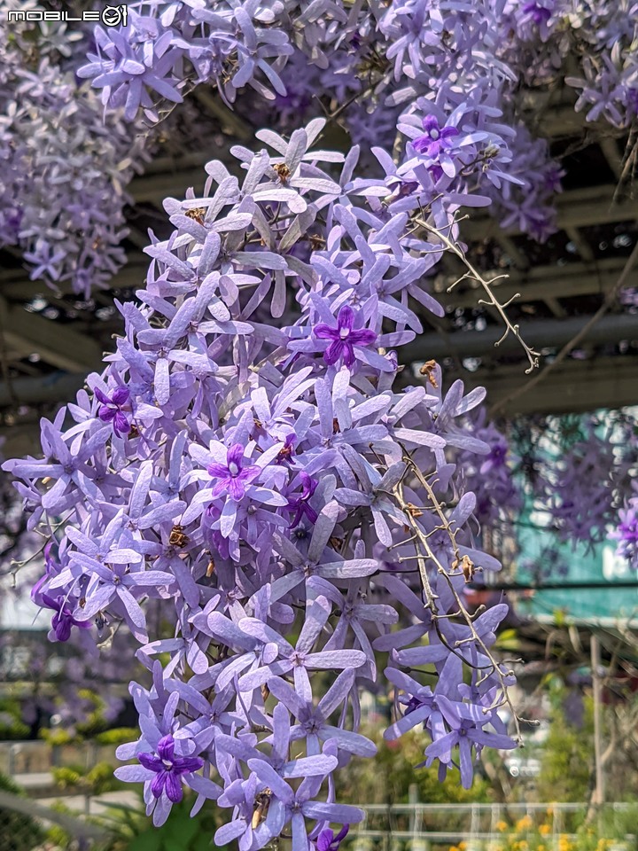 錫葉藤 台南市永康區藝園園藝 03/18