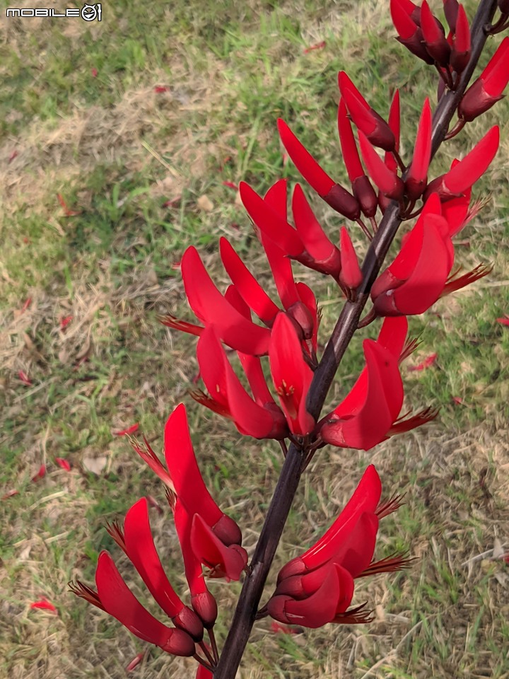 火刺木+刺桐 台南市安南區工業八路 03/20