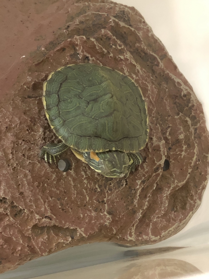 巴西🐢