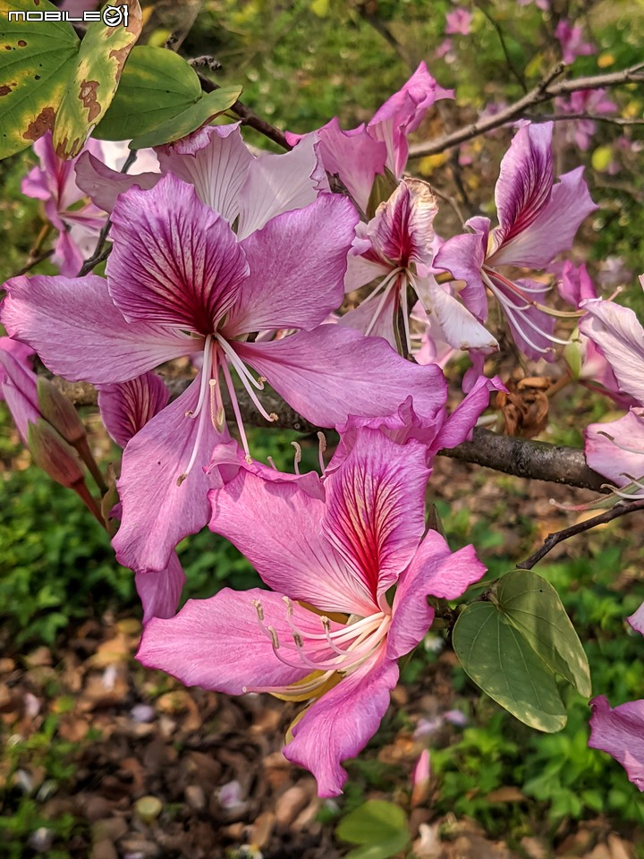 羊蹄甲 台南市北區台南公園 03/06