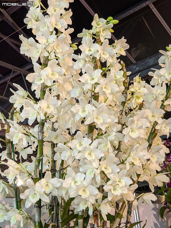 蘭花展 台南市後壁區蘭花生物科技園區 03/26