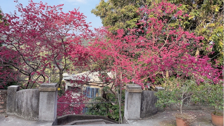 2022年3月員林百果山附近賞櫻秘境花況