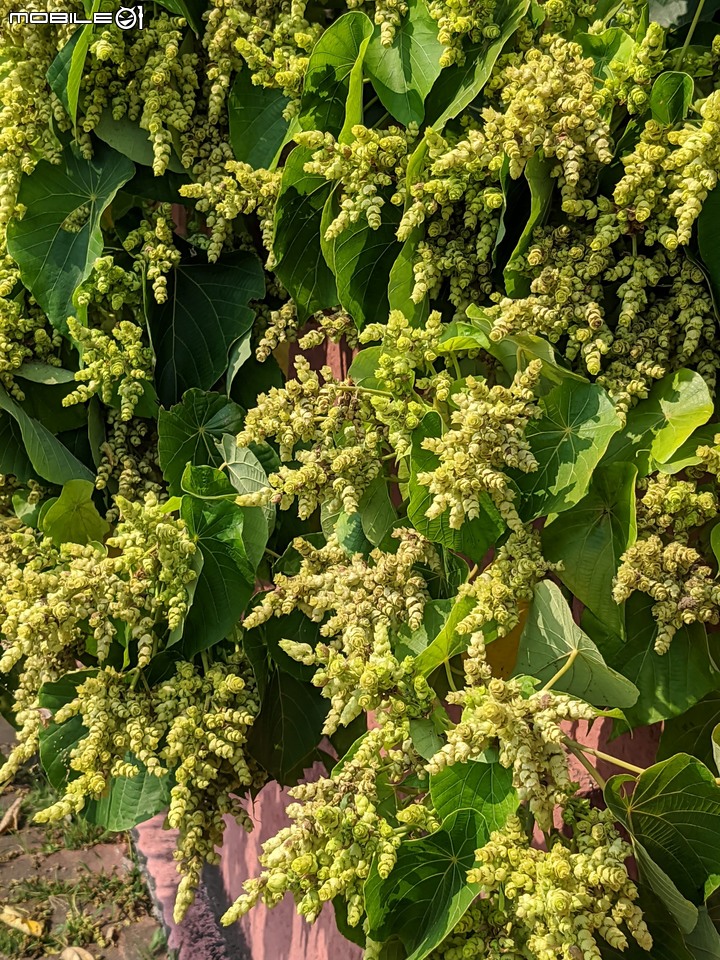 血桐+構樹 台南市安平區四草大橋 03/10