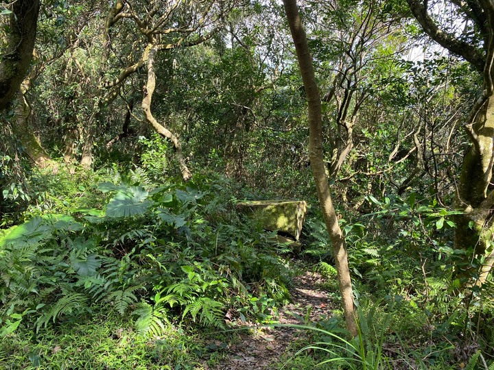 台北北投｜紗帽山，有清代、日治時期歷史遺跡，平易近人的陽明山步道