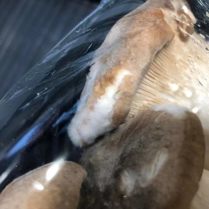 杏鮑菇「驚見發霉」 內行人駁：可以吃，不用擔心