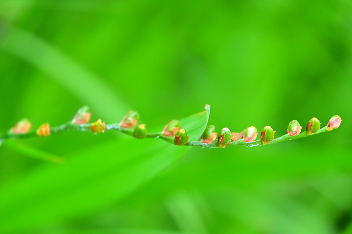 Nikon Z fc+DX 18-140mm屏東林管處藤枝森林遊樂區