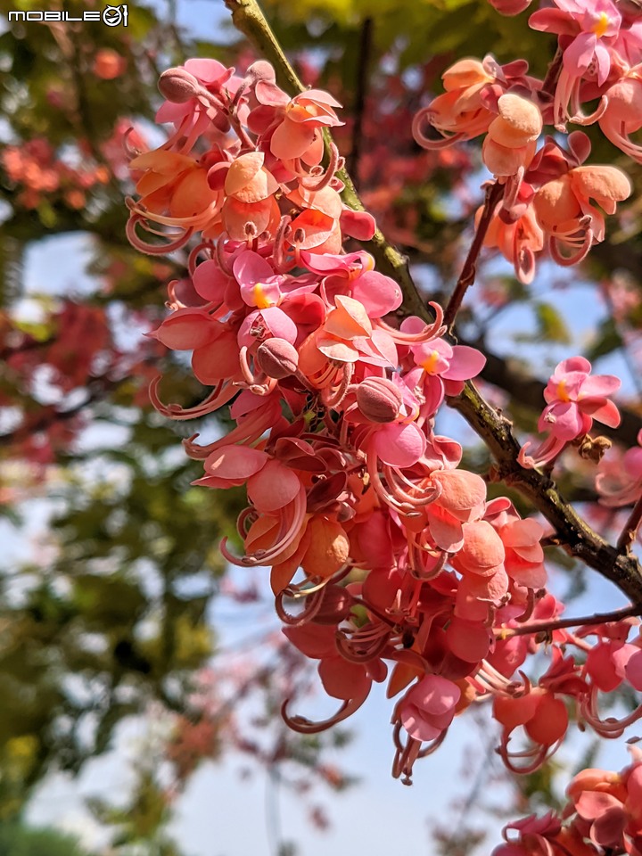 紅花鐵刀木 台南市南區水交社文化園區 04/17