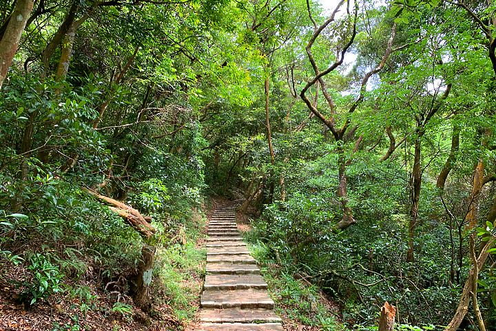 新竹湖口｜仁和．金獅步道｜山頂上的茶園．光影下的油桐花