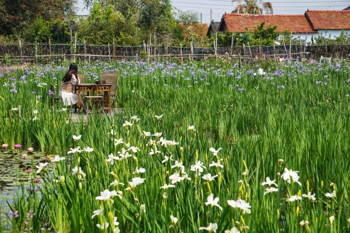 田尾賞花秘境「旅人小屋舒宿」，萬株鳶尾花浪漫無極限！