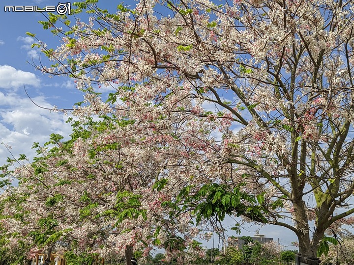 澳洲茶樹 台南市西港區台19 04/23