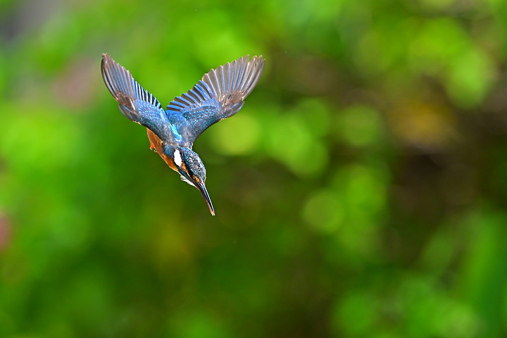 Nikon Z9韌體2.0版EVF分辨率提高到120fps，更輕鬆掌握拍翠鳥飛羽的節奏。