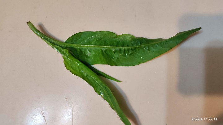 請問這是什麼植物呢？