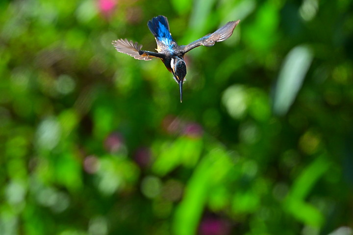 Nikon Z9韌體2.0版EVF分辨率提高到120fps，更輕鬆掌握拍翠鳥飛羽的節奏。