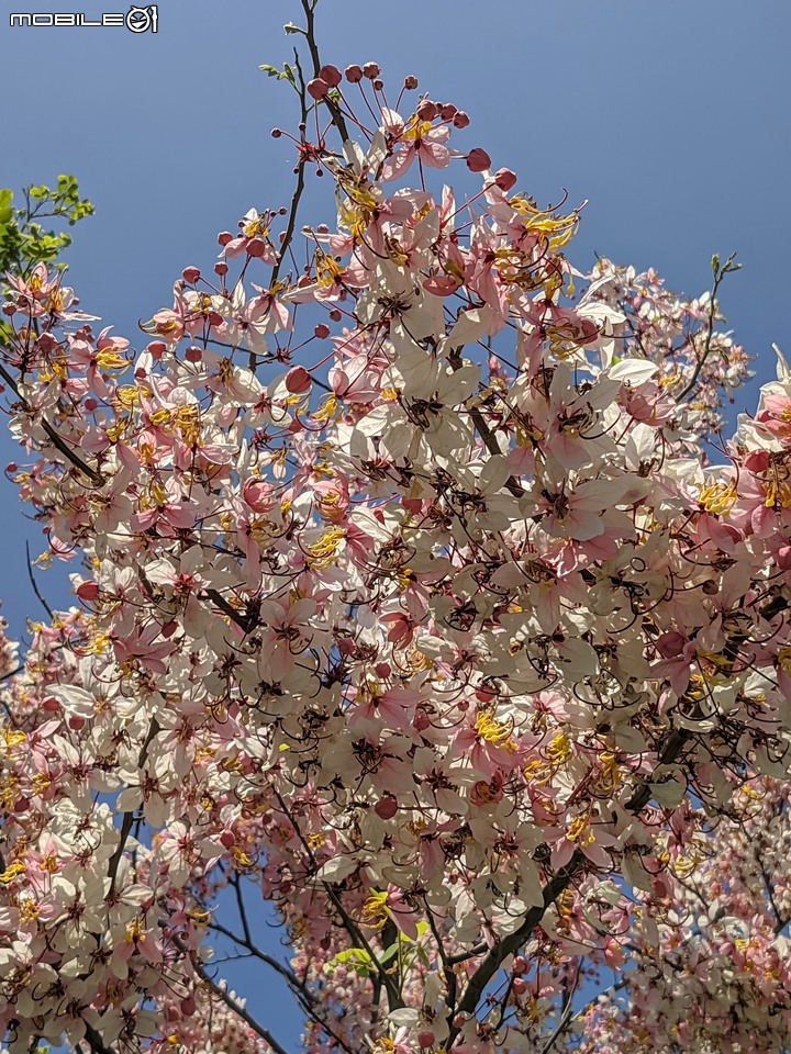 花旗木 台南市仁德區仁德滯洪池 04/04