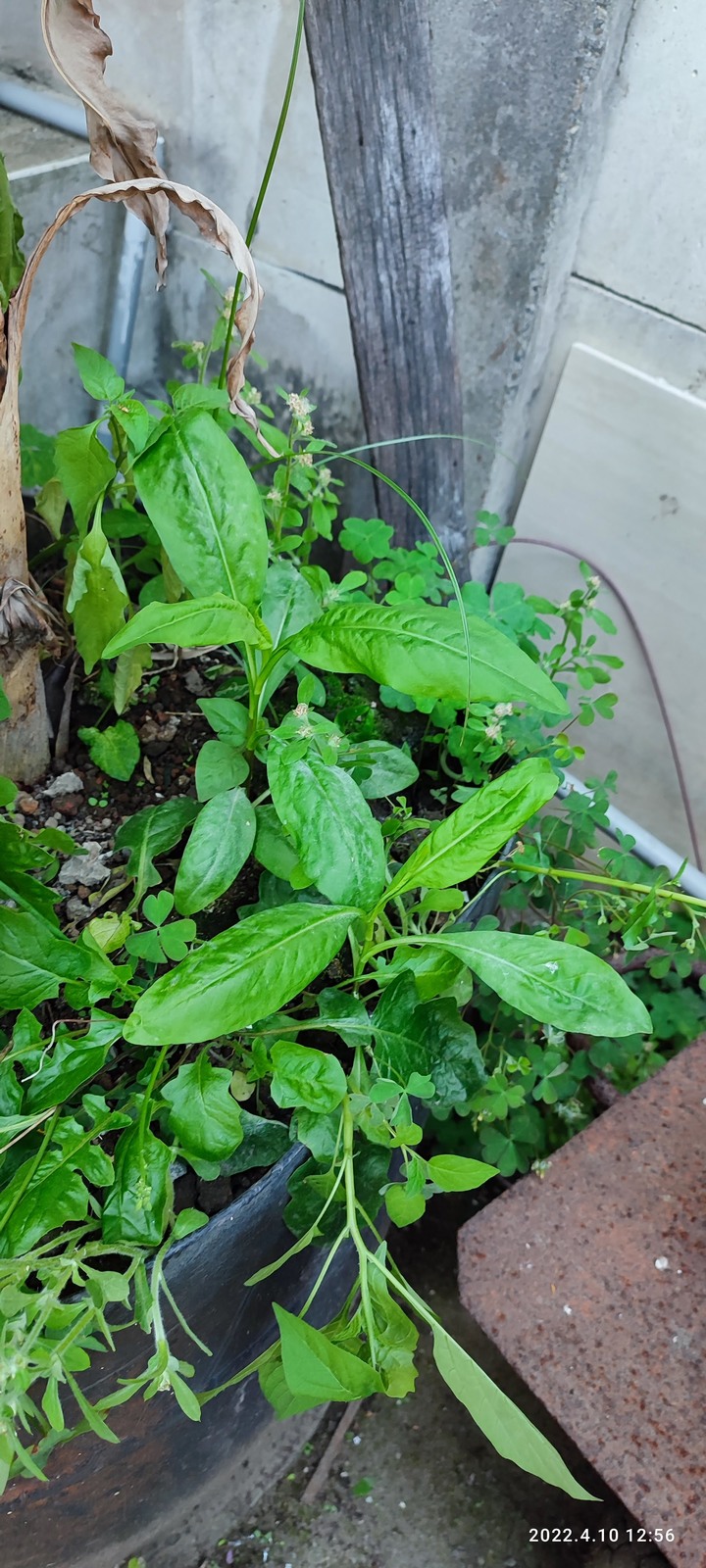 請問這是什麼植物呢？