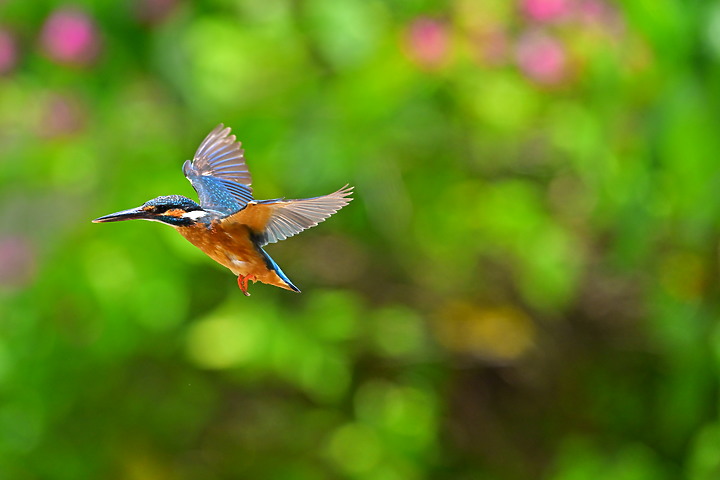 Nikon Z9韌體2.0版EVF分辨率提高到120fps，更輕鬆掌握拍翠鳥飛羽的節奏。