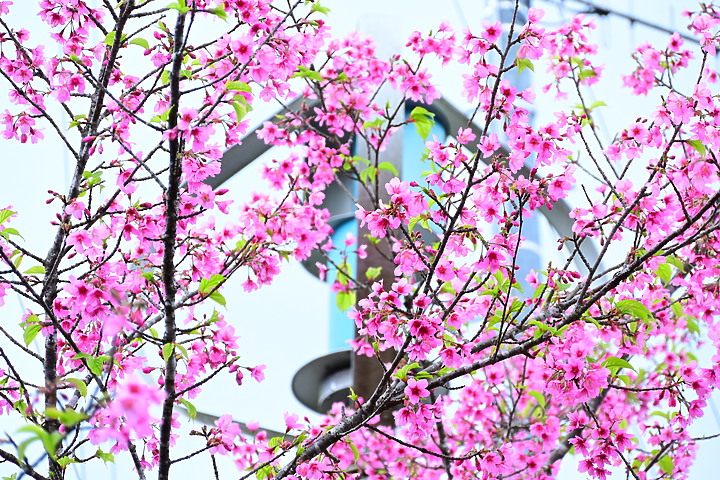 Nikon Z fc+DX 18-140mm屏東林管處藤枝森林遊樂區