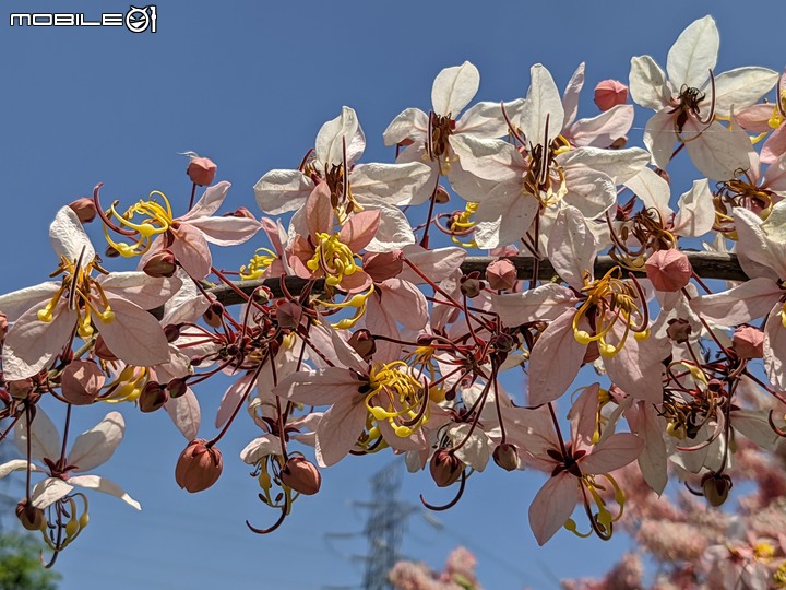 花旗木 台南市仁德區仁德滯洪池 04/04