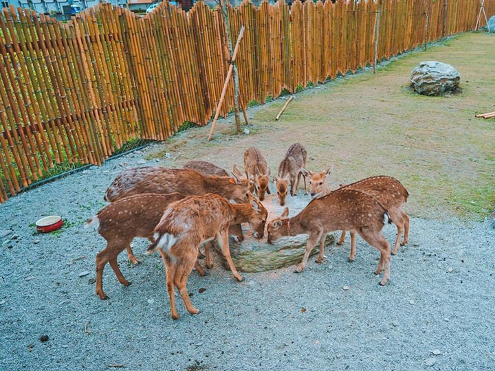 花蓮「偽出國」新景點!來與梅花鹿親密互動、免費租借和服