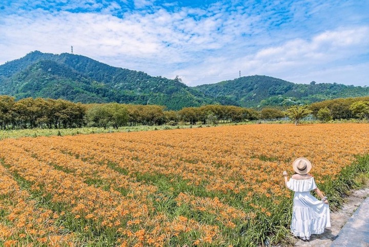 平地金針花季開跑!日月潭賞花熱點【頭社金針花海】盛開中