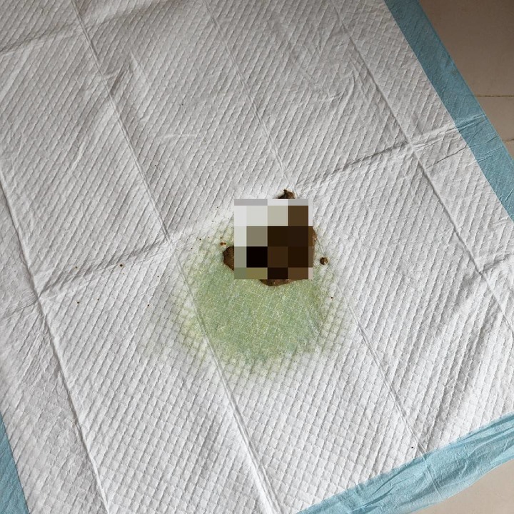 實際用後有感的毛孩時代腸胃益生菌