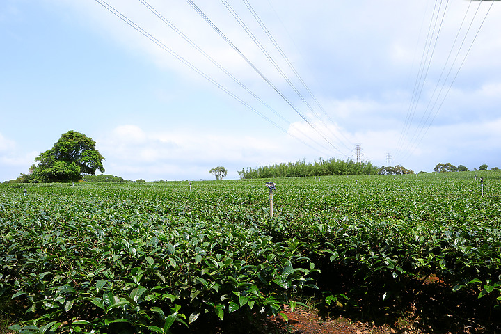 新竹湖口｜仁和．金獅步道｜山頂上的茶園．光影下的油桐花