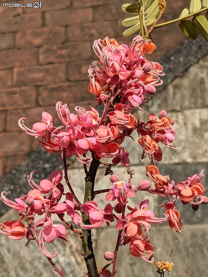 紅花鐵刀木 台南市南區水交社文化園區 04/17