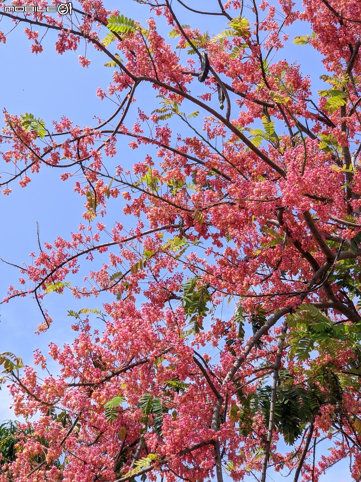 紅花鐵刀木 台南市南區水交社文化園區 04/17