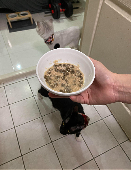 點我看大圖 同品牌成功無痛轉食 貓主子們的乾→濕歷程分享
