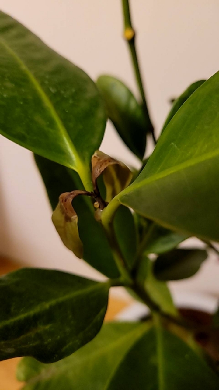 請問一下近期家中福木狂落葉加流白色液體是怎麼了？