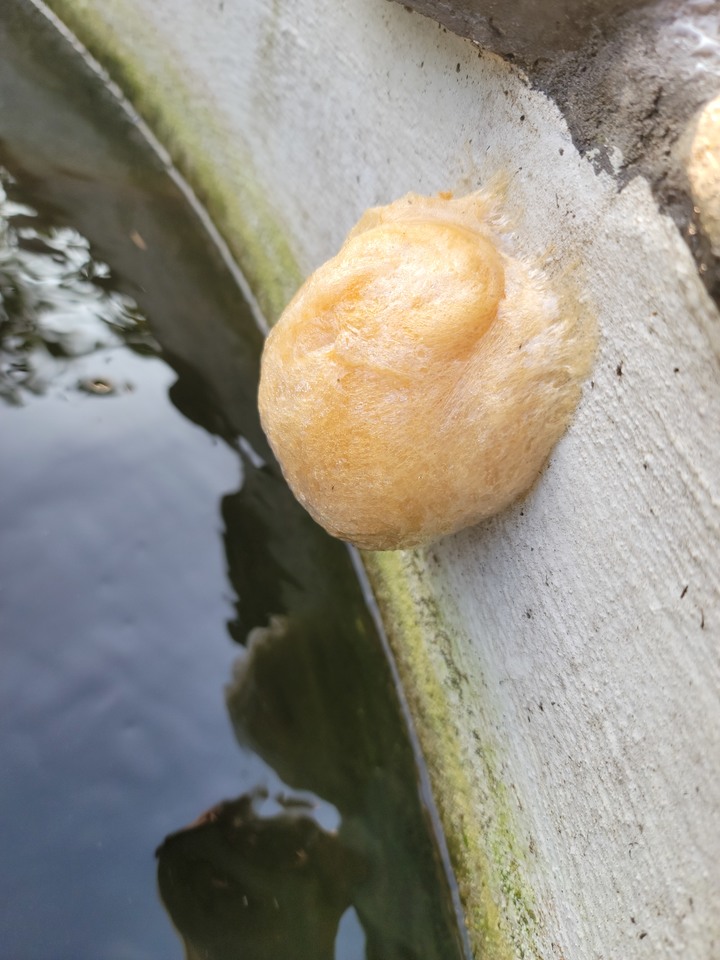 請問庭園魚池旁的結卵有人知道是什麼生物？