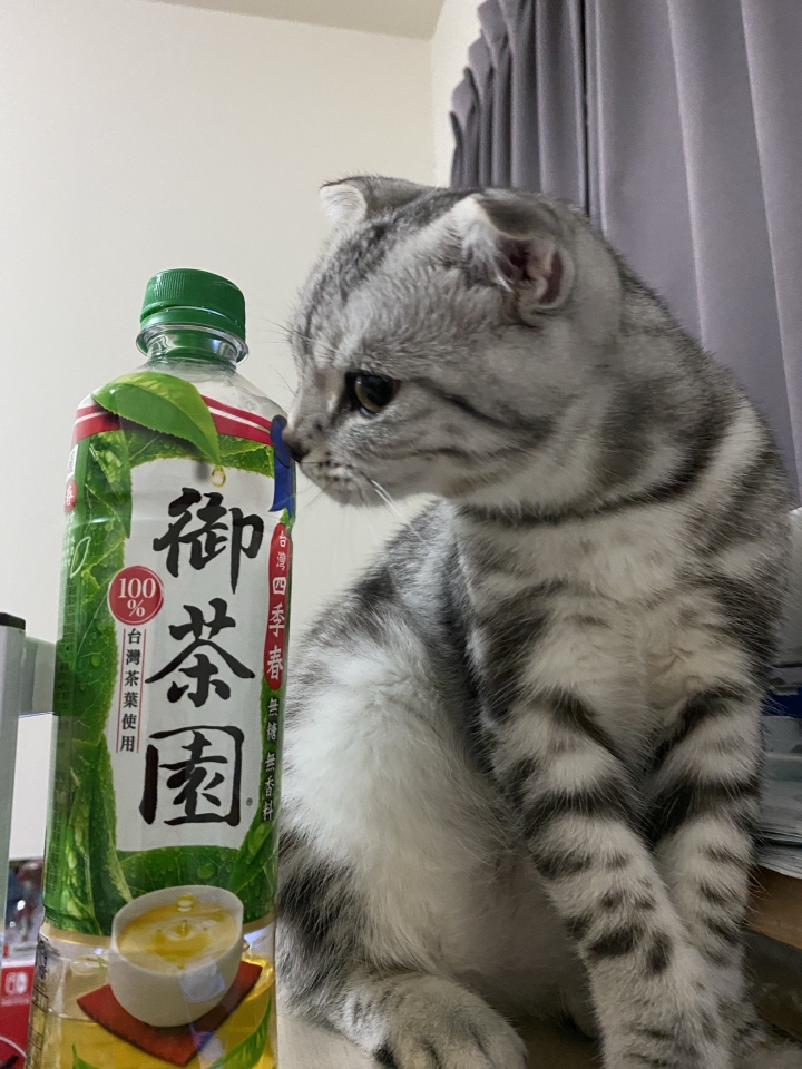 「貓」是療癒人心的動物
