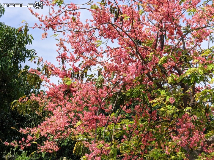 紅花鐵刀木 台南市南區水交社文化園區 04/17