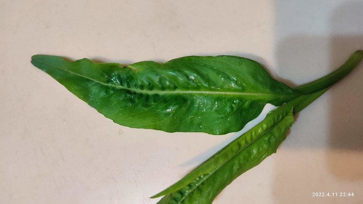 請問這是什麼植物呢？