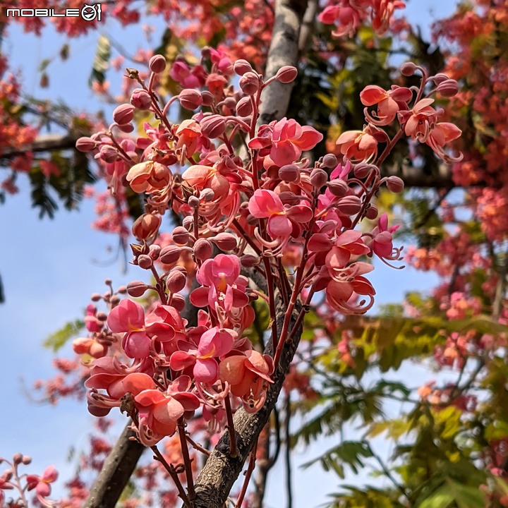 紅花鐵刀木 台南市南區水交社文化園區 04/17