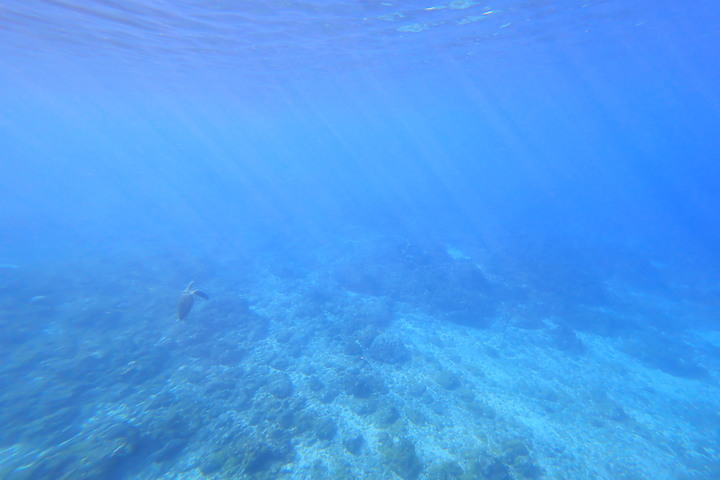點我看大圖 (映像旅行) 海龜、海水、小琉球in屏東 feat. KKday & Canon EOS R6、PowerShot G1 X Mark III
