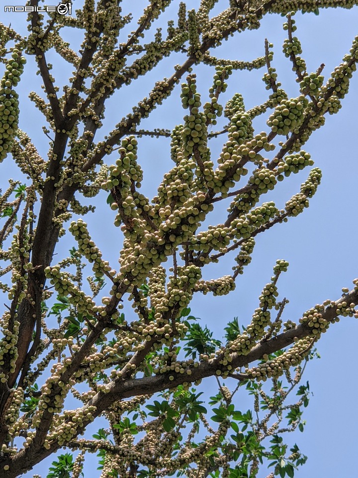 紅花鐵刀木 台南市南區水交社文化園區 04/17