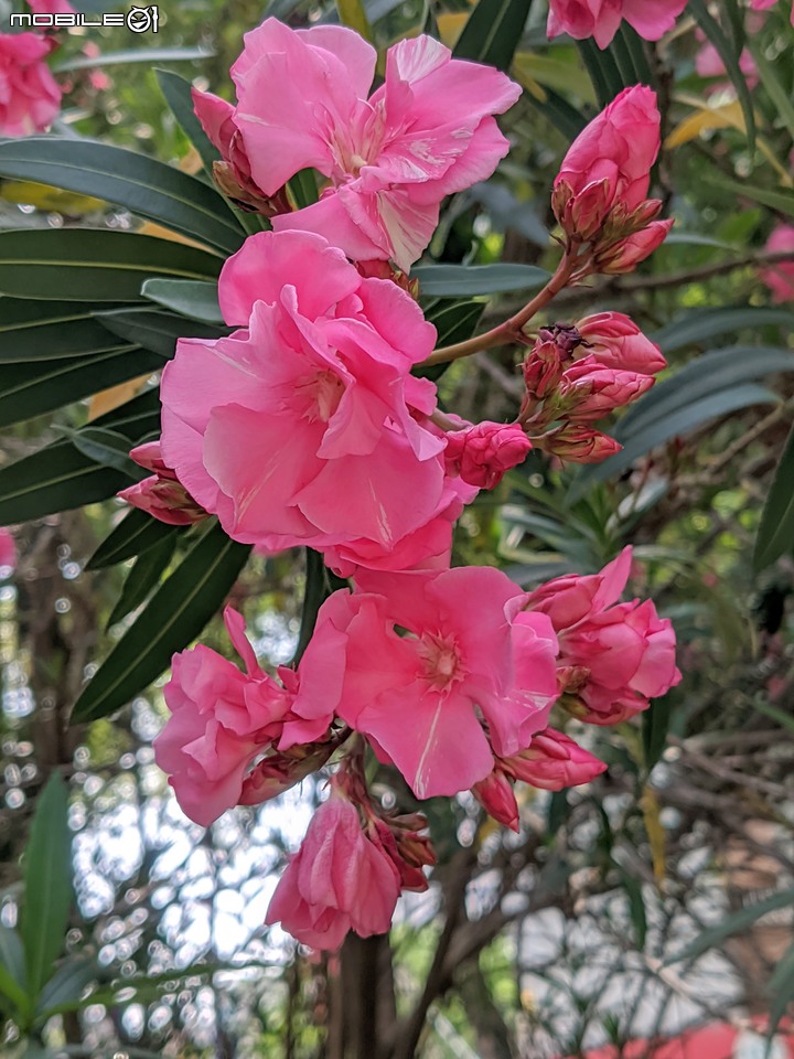 紅花鐵刀木 台南市南區水交社文化園區 04/17