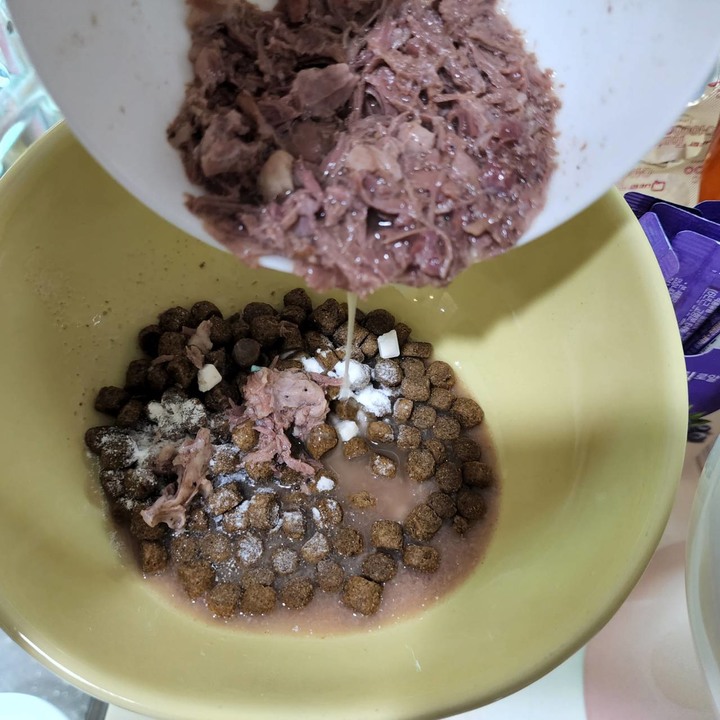 實際用後有感的毛孩時代腸胃益生菌