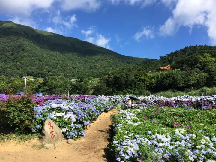 網美必訪人氣打卡景點!北台灣最大的繡球花園即將開園!