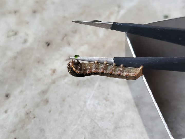 這隻蟲蟲在我的油畫吊蘭裡發現的