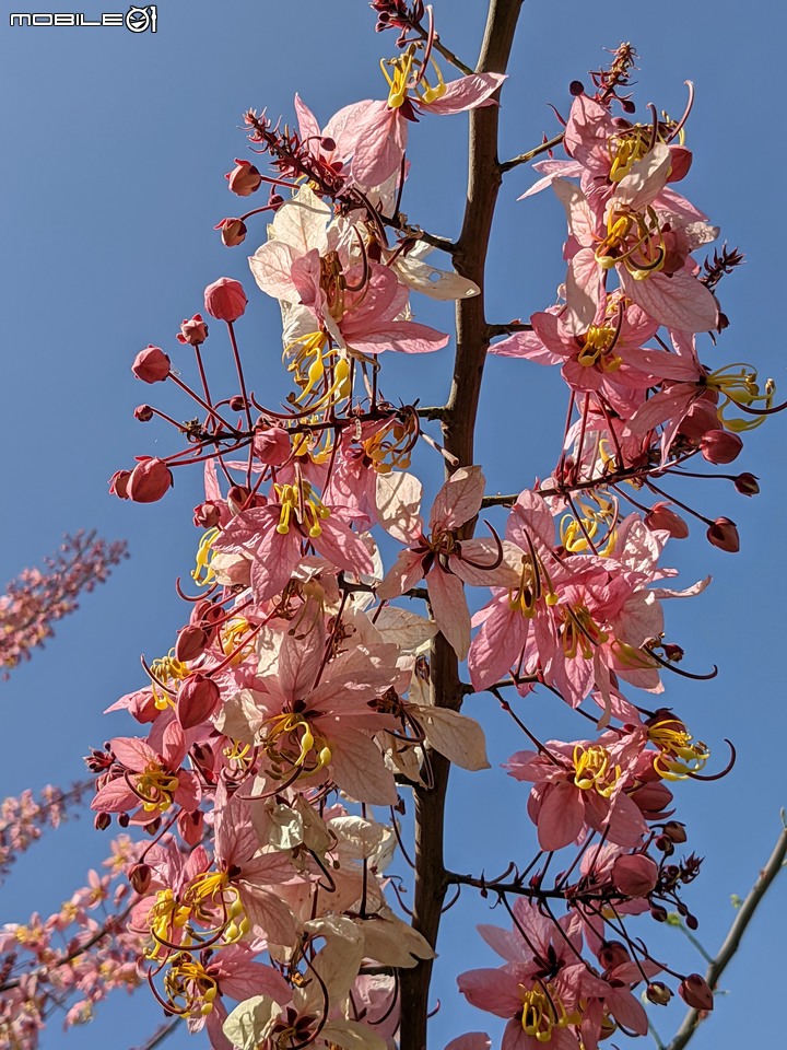 花旗木 台南市永康區忠孝運動公園 04/04