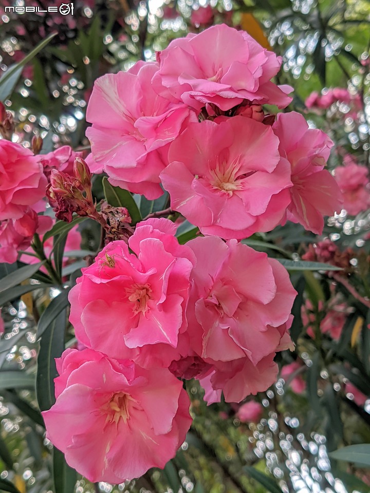 紅花鐵刀木 台南市南區水交社文化園區 04/17