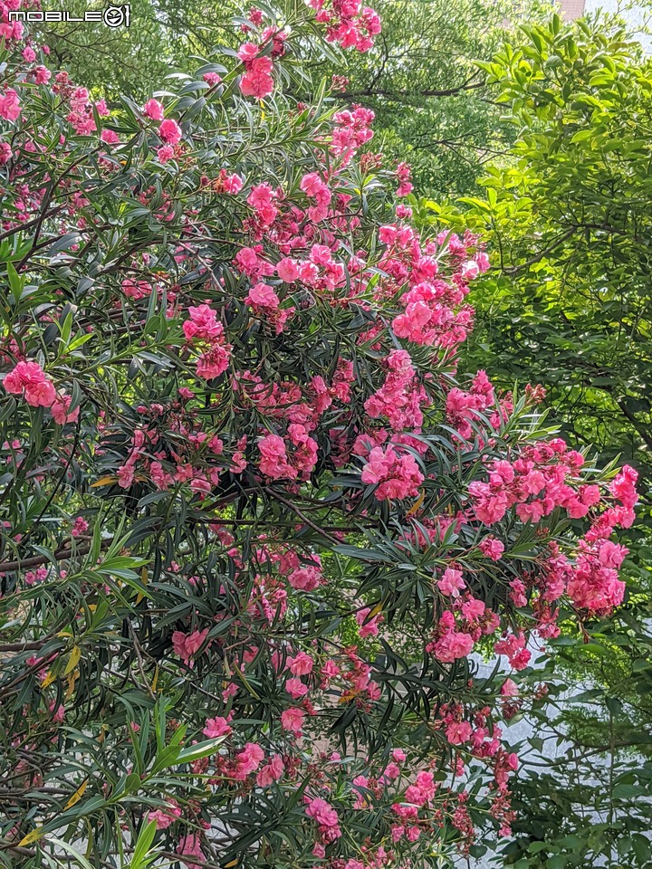 紅花鐵刀木 台南市南區水交社文化園區 04/17