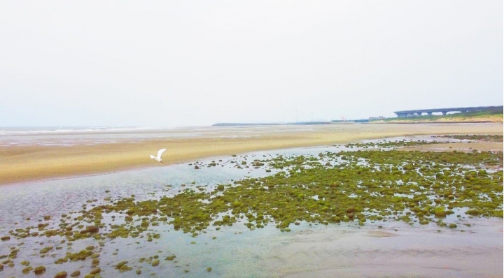 苑裡景點-綠石槽 抹茶海岸秘境