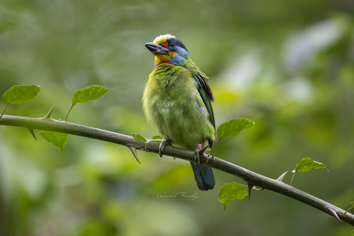 NIKON Z9 + NIKKOR Z 400MM F/2.8 TC VR S 一張「台積電」的滋味【WICKED RICKY一日體驗】